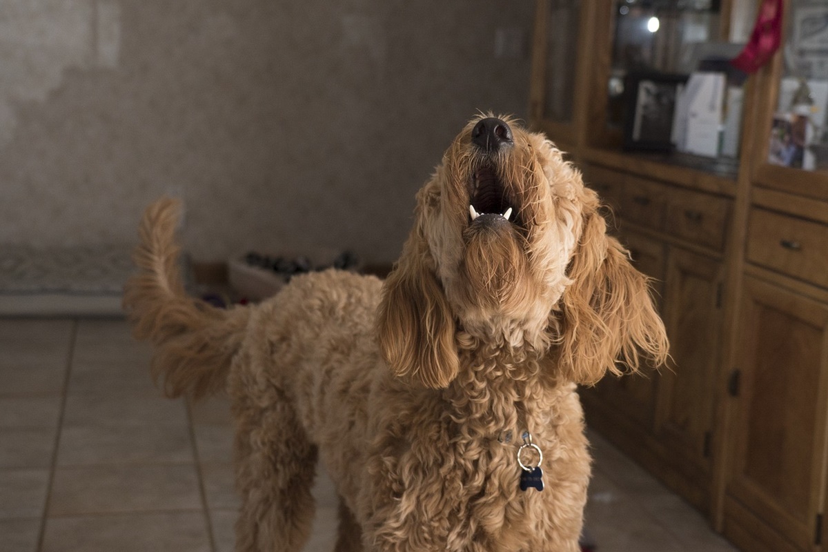 Qual é o melhor tradutor de cachorro